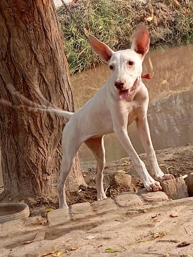 gultair dog ha female hai buht Achi hai