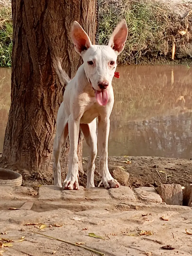 gultair dog ha female hai buht Achi hai — photo 2