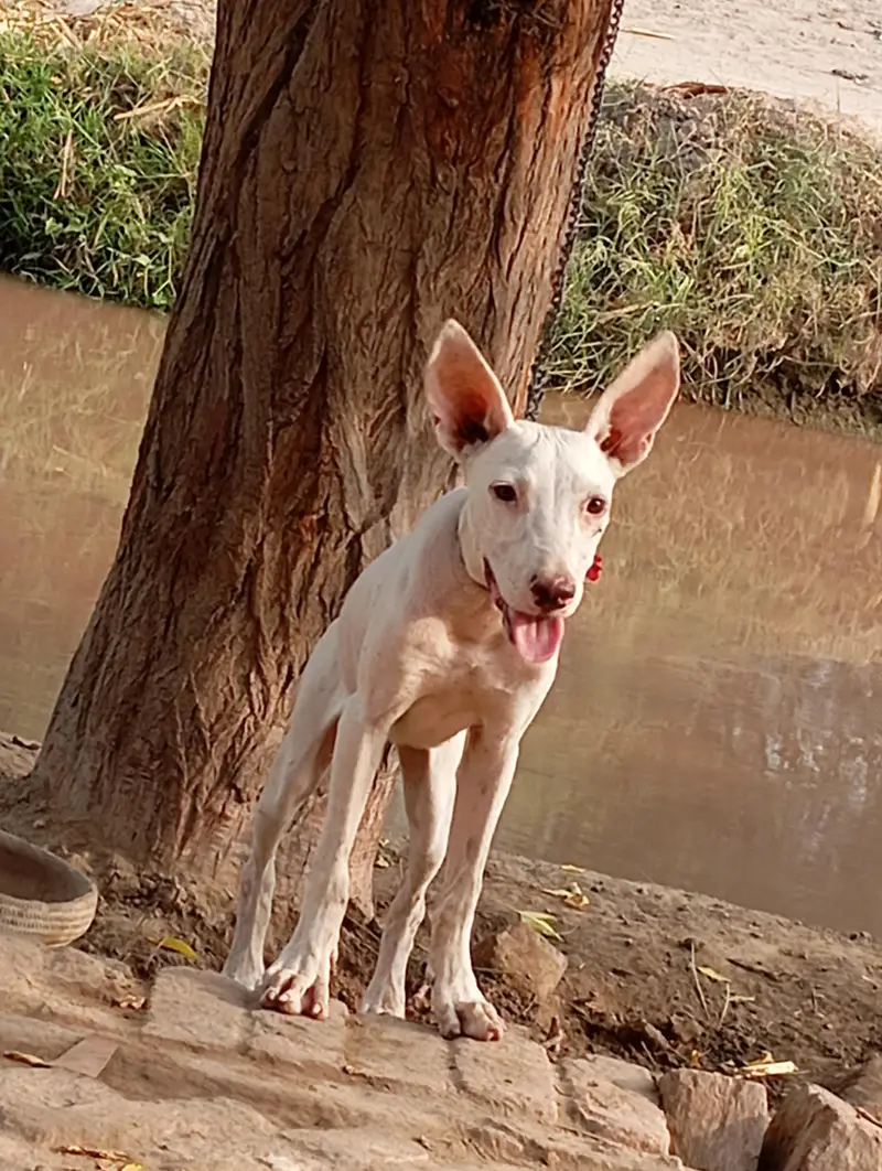 gultair dog ha female hai buht Achi hai — photo 3