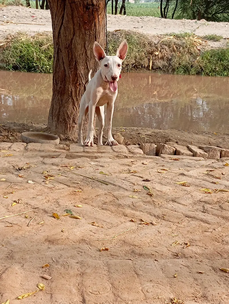 gultair dog ha female hai buht Achi hai — photo 4