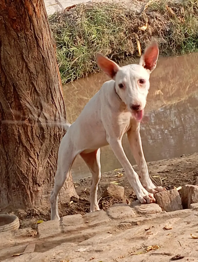 gultair dog ha female hai buht Achi hai — photo 5