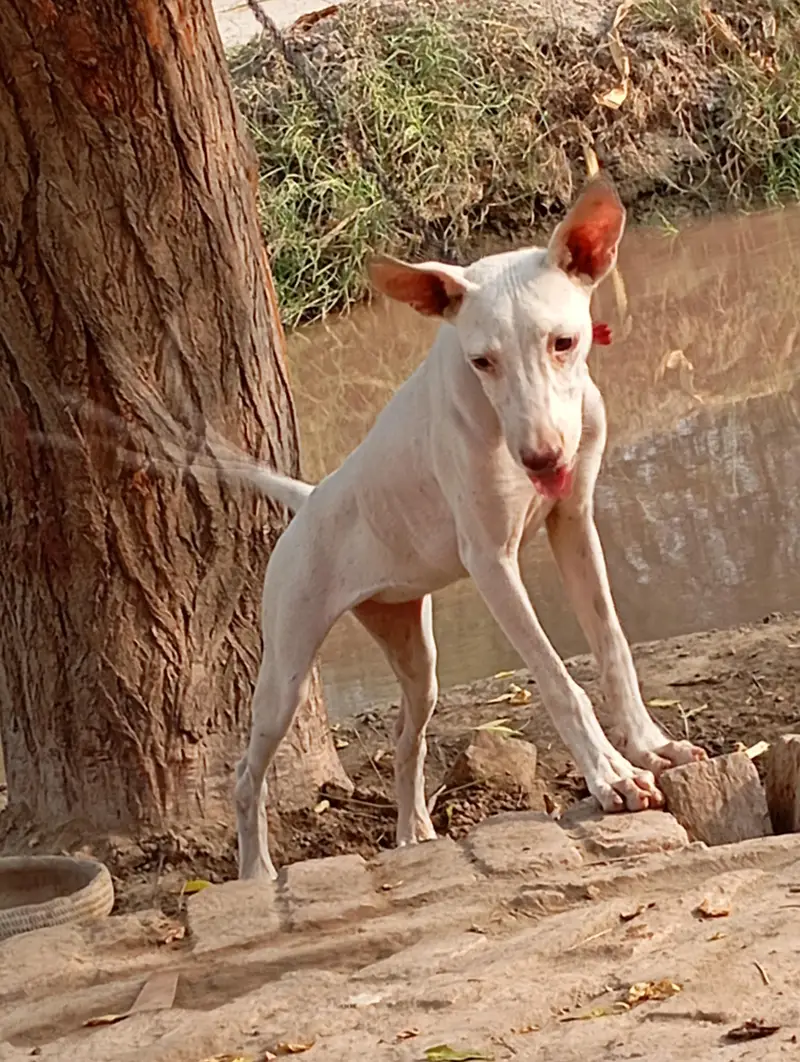gultair dog ha female hai buht Achi hai — photo 6
