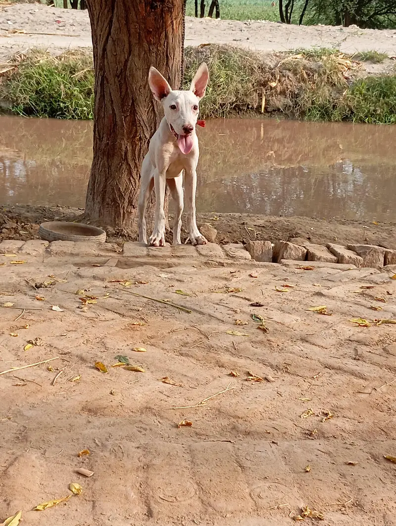 gultair dog ha female hai buht Achi hai — photo 7