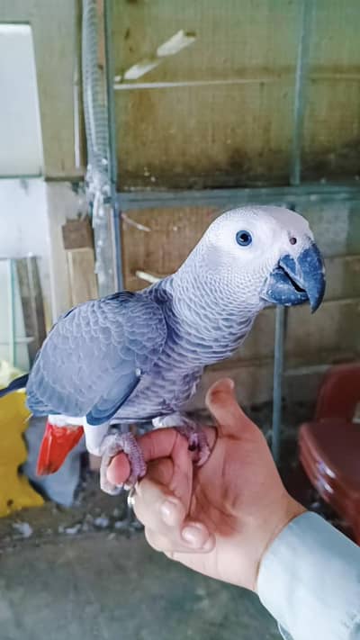 African grey Tamed