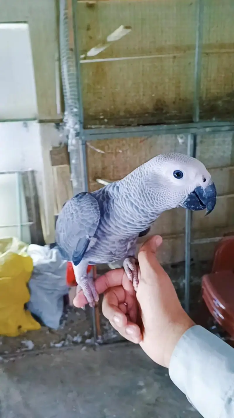African grey Tamed — photo 2