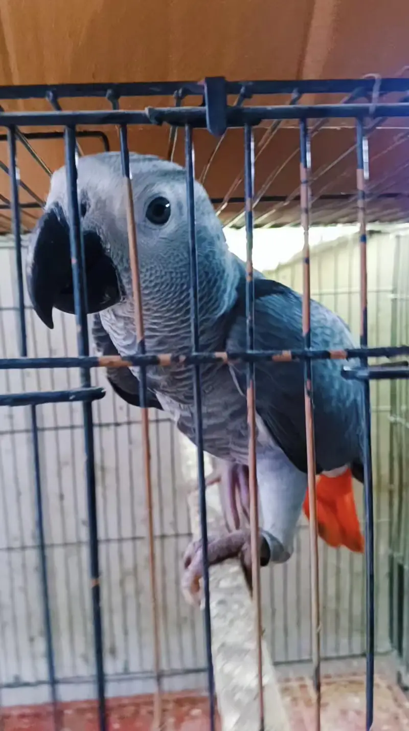 African grey Tamed — photo 3