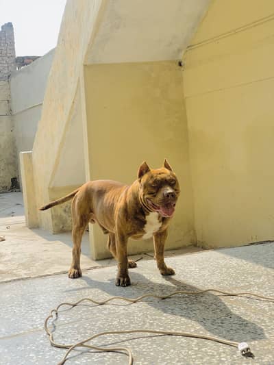 PitBull 2.5 years