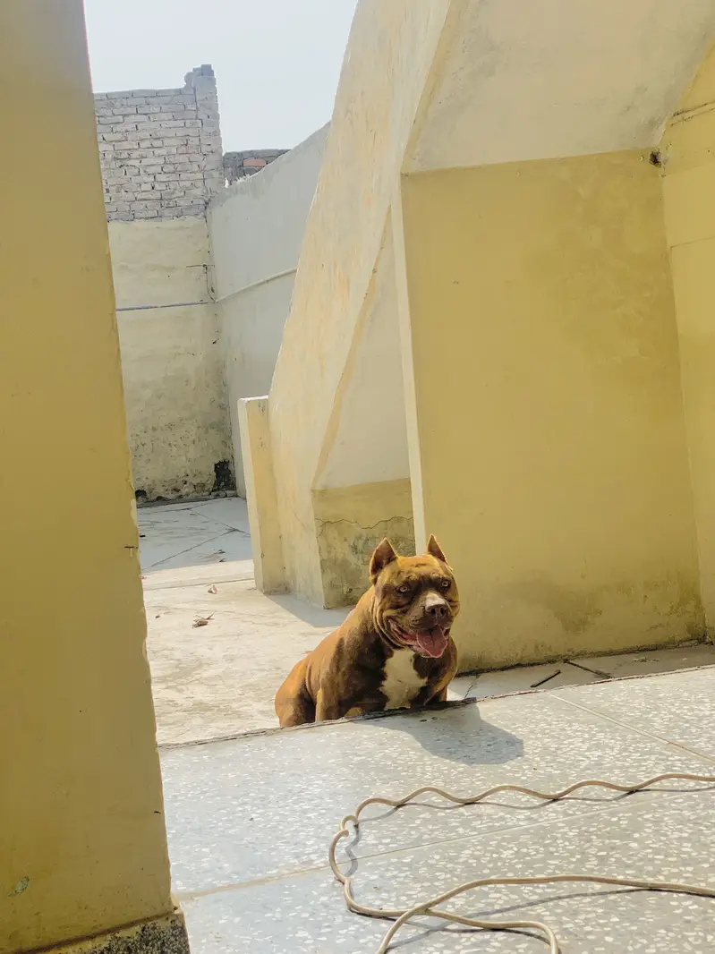 PitBull 2.5 years — photo 3
