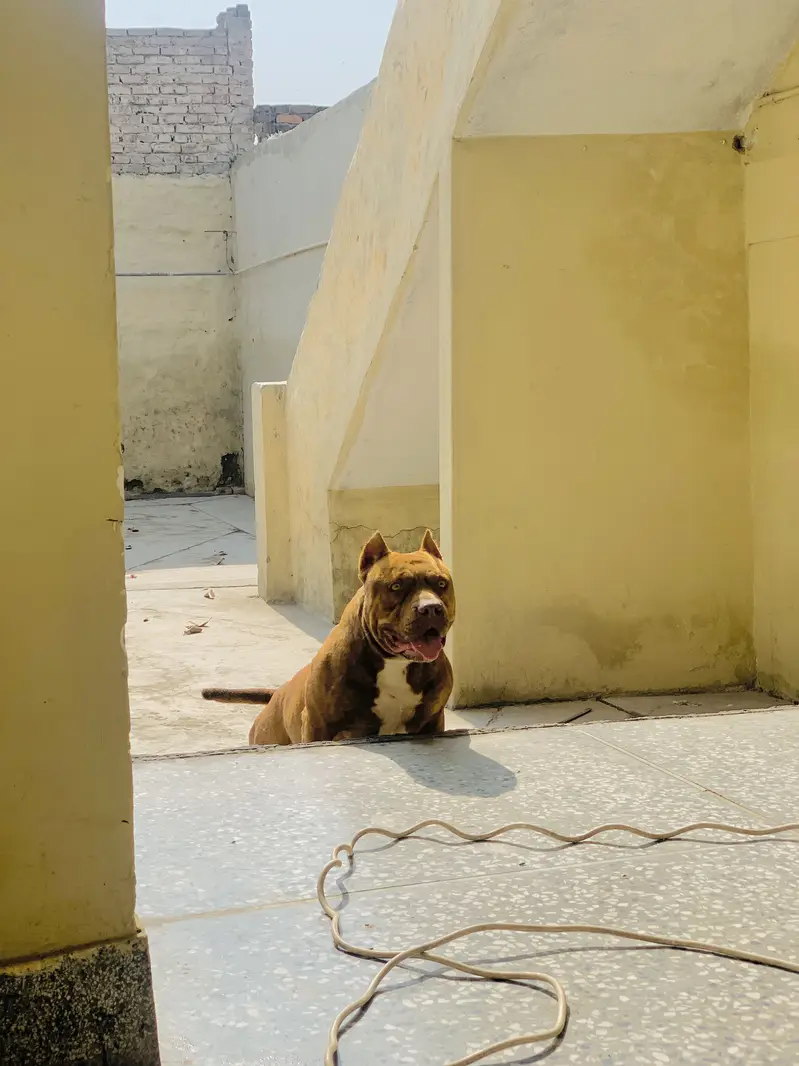 PitBull 2.5 years — photo 4