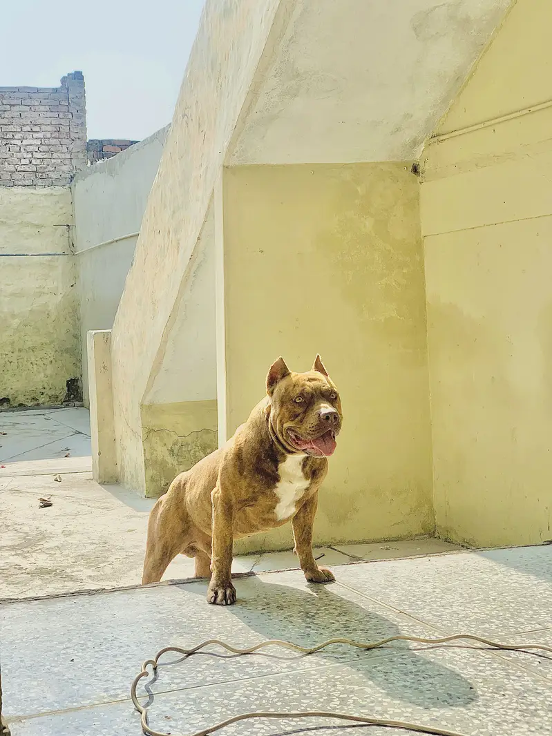 PitBull 2.5 years — photo 5
