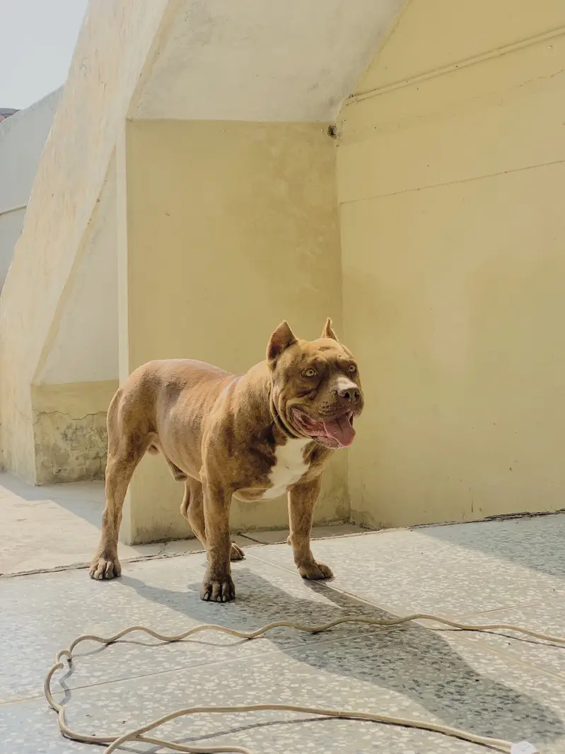 PitBull 2.5 years — photo 6