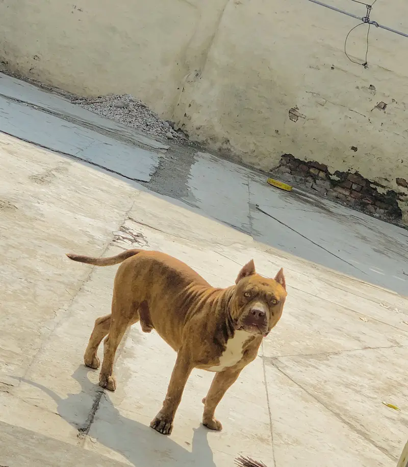 PitBull 2.5 years — photo 7