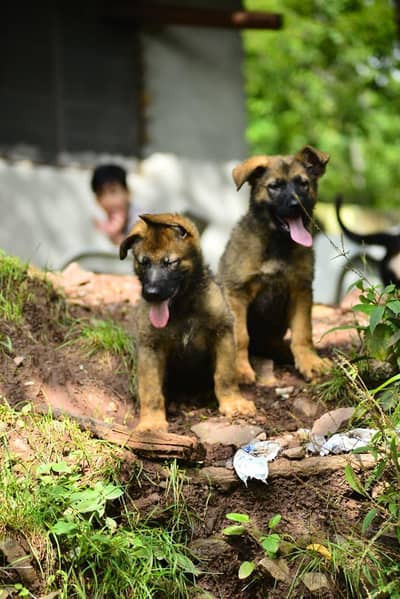 DDR  working line  GERMAN SHEPHERED  puppies for sale