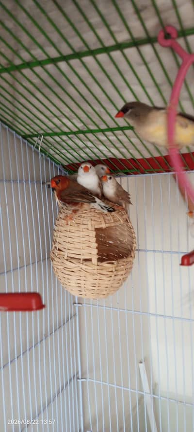 Penguin finches, strawberry finches, full orange BB male, love birds
