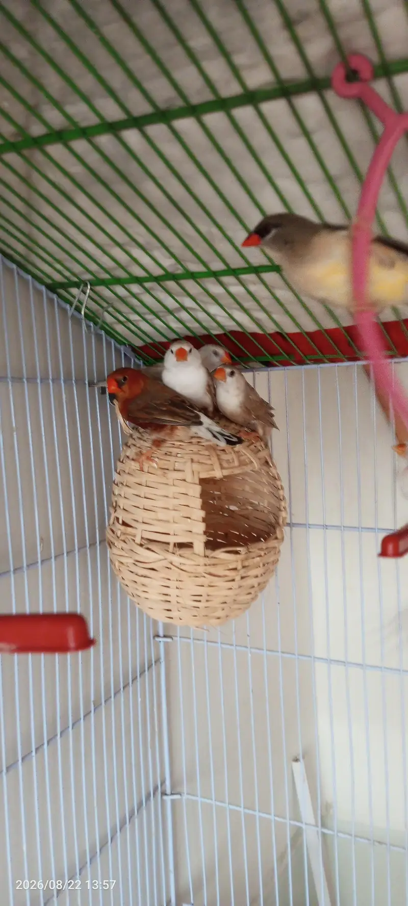 Penguin finches, strawberry finches, full orange BB male, love birds