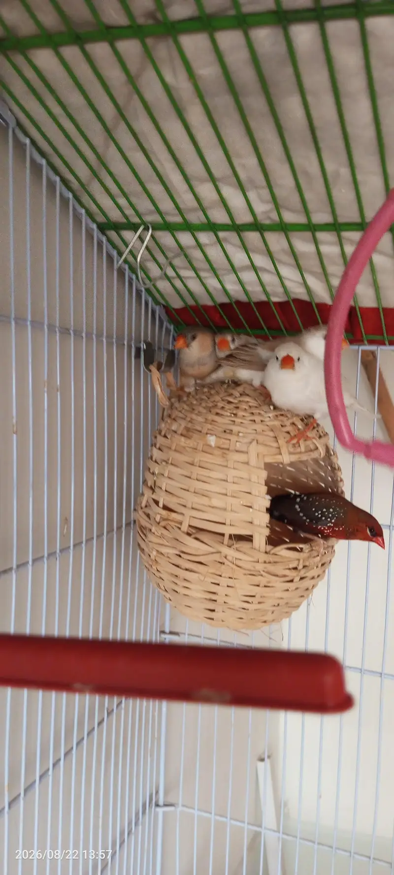 Penguin finches, strawberry finches, full orange BB male, love birds — photo 2