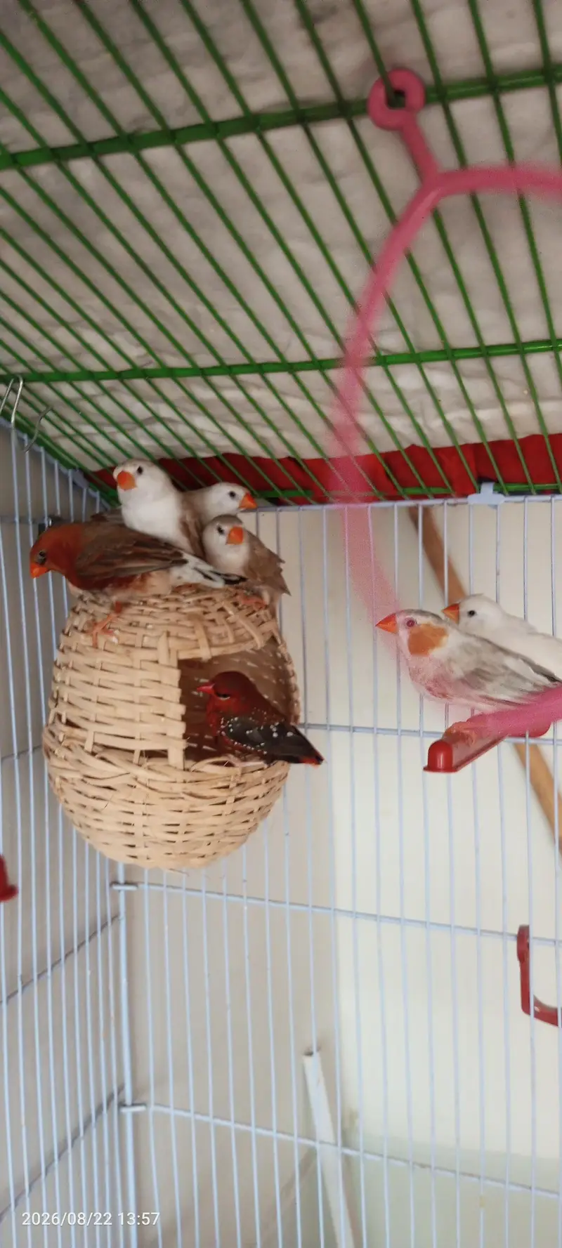 Penguin finches, strawberry finches, full orange BB male, love birds — photo 3