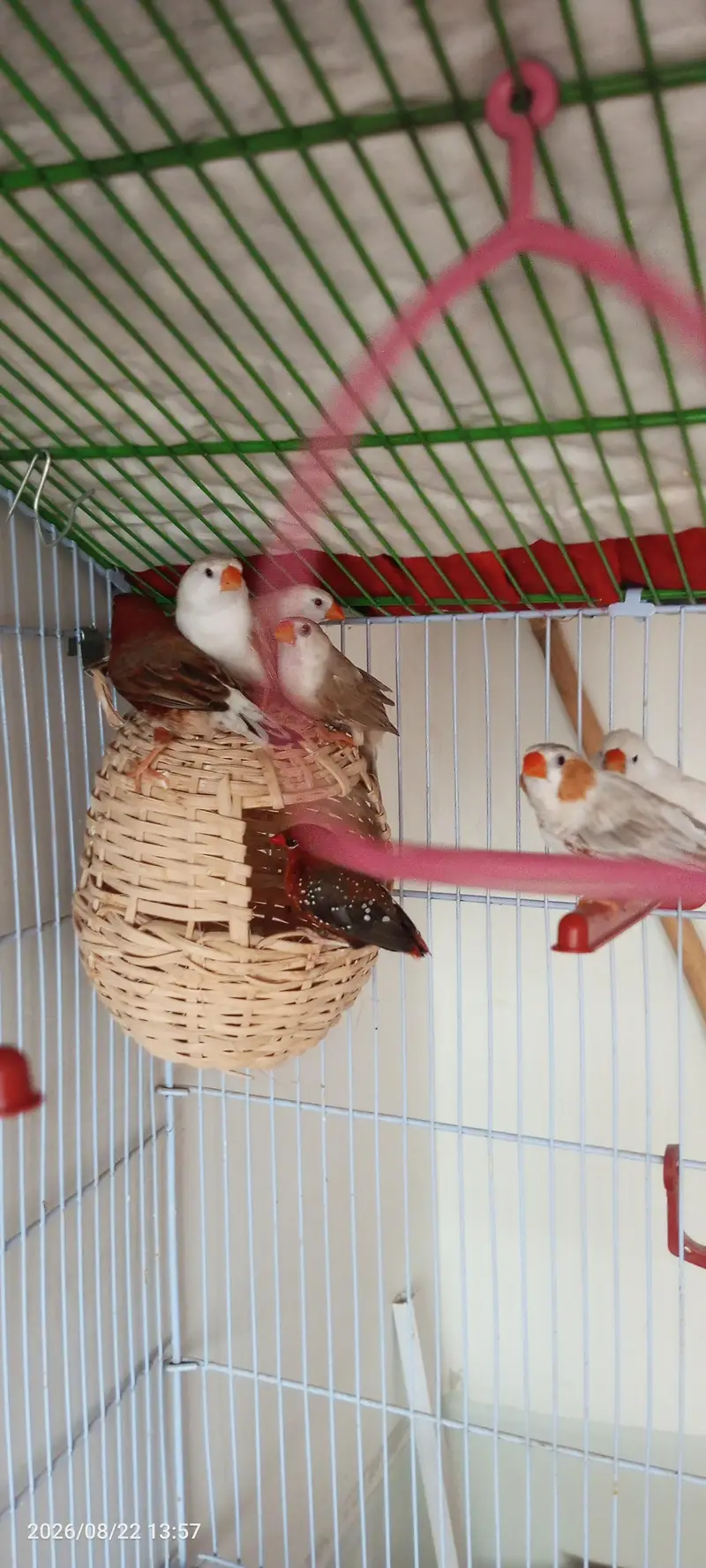Penguin finches, strawberry finches, full orange BB male, love birds — photo 4