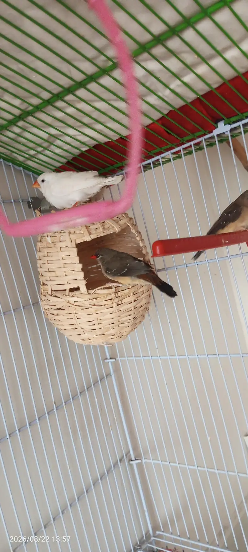 Penguin finches, strawberry finches, full orange BB male, love birds — photo 5