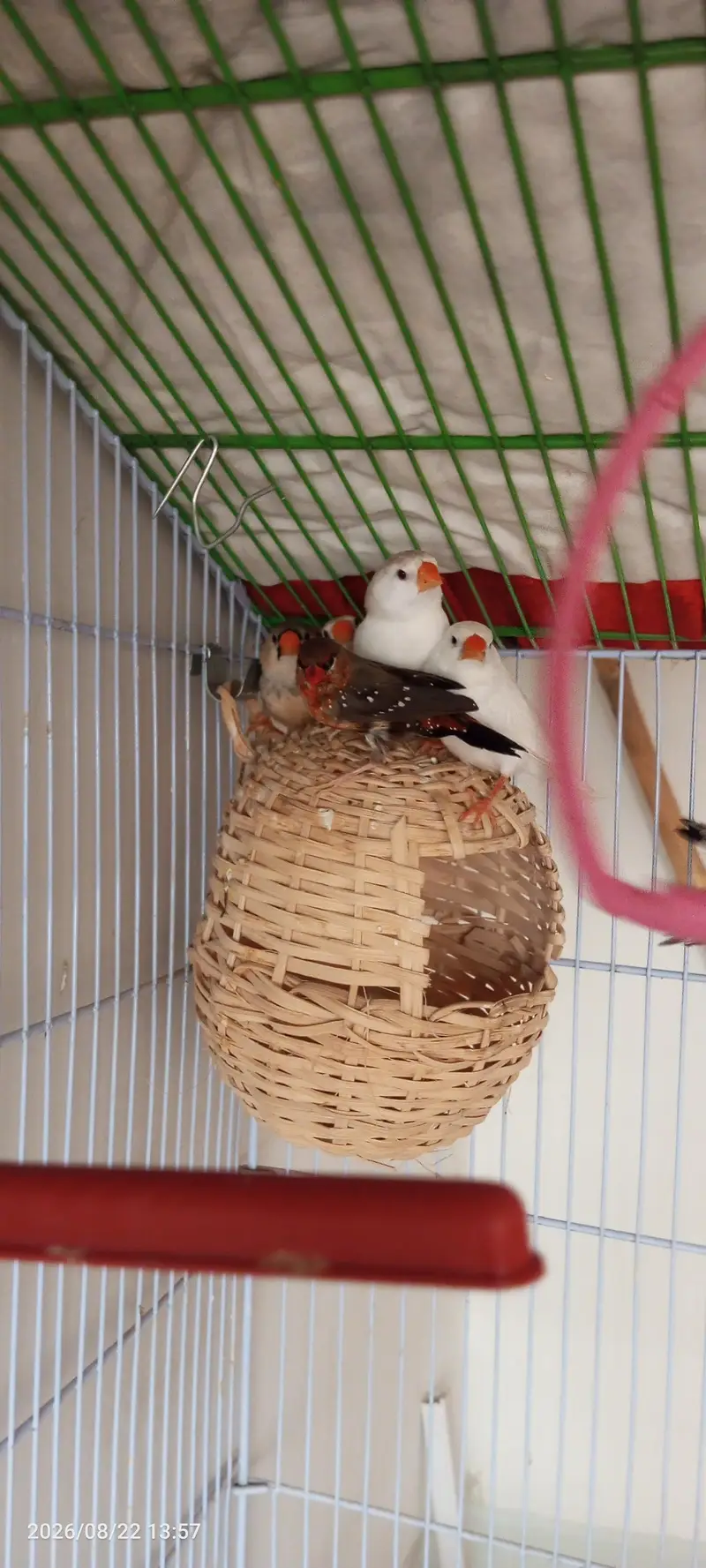 Penguin finches, strawberry finches, full orange BB male, love birds — photo 6