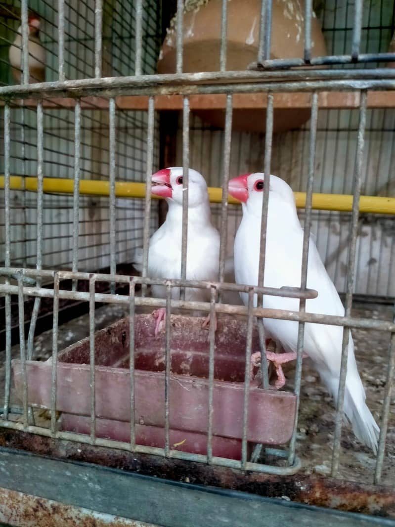 Love Birds and White Java 1