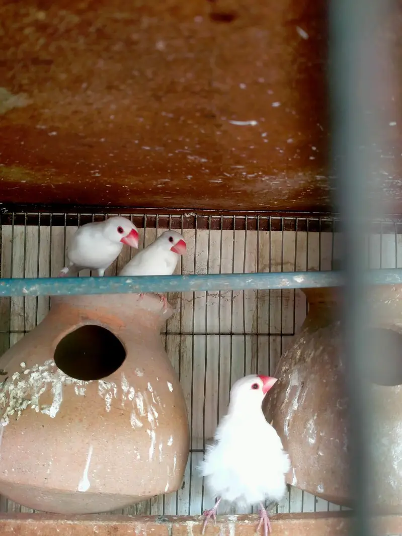 Penguin finches, strawberry finches, full orange BB male, love birds — photo 9
