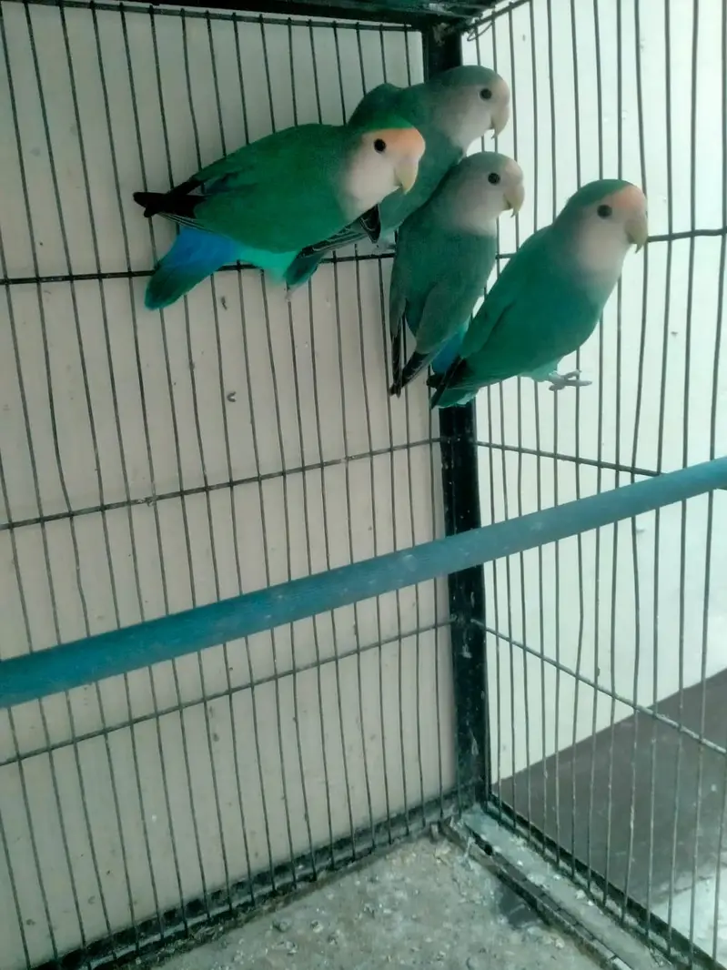 Penguin finches, strawberry finches, full orange BB male, love birds — photo 10