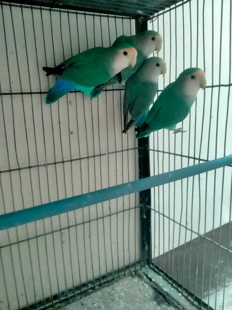 Penguin finches, strawberry finches, full orange BB male, love birds — photo 11