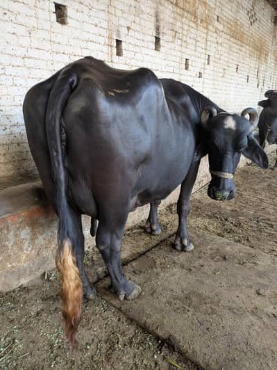 Neeli Ravi taza soi buffalo