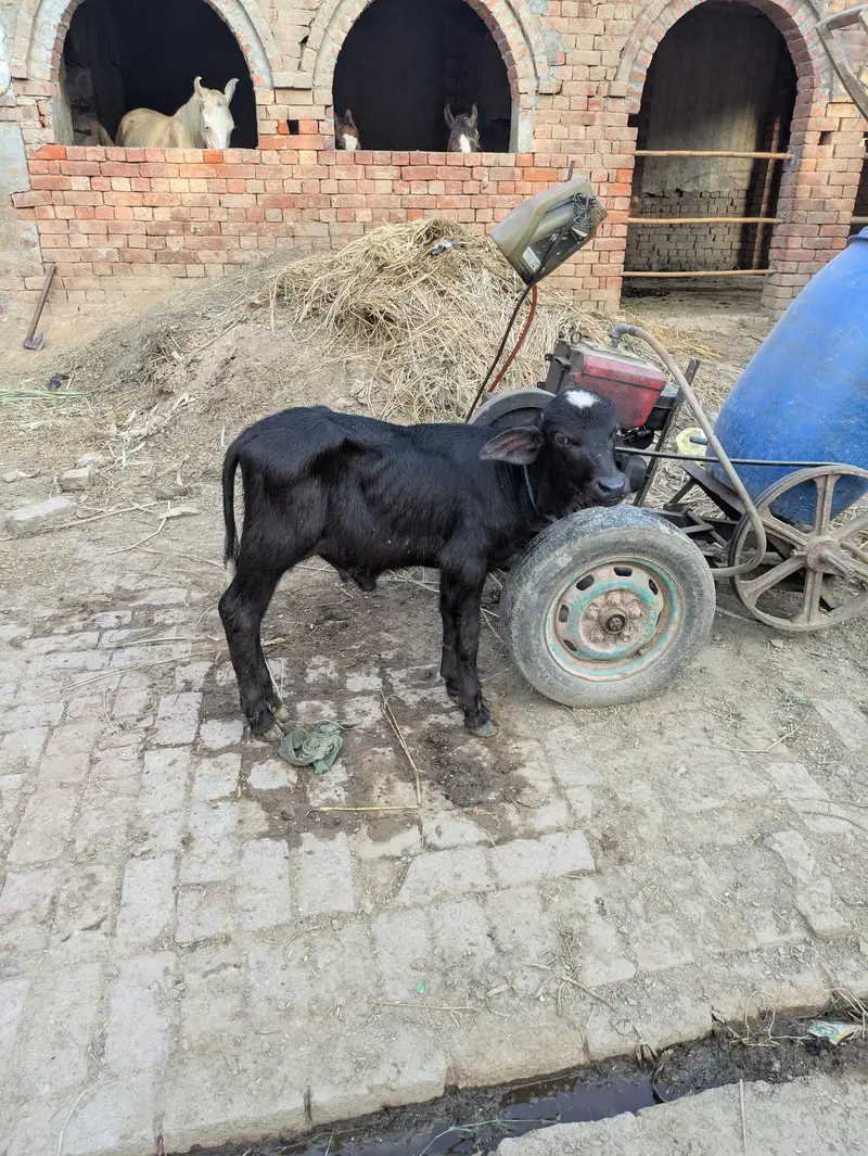 Neeli Ravi taza soi buffalo — photo 2