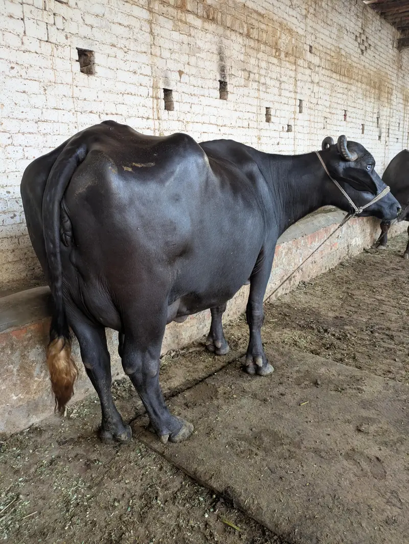 Neeli Ravi taza soi buffalo — photo 3