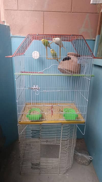 Australian parrots with 2 cage