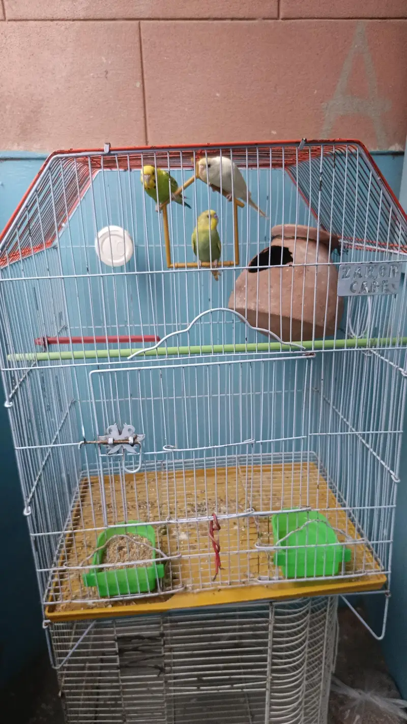 Australian parrots with 2 cage — photo 2