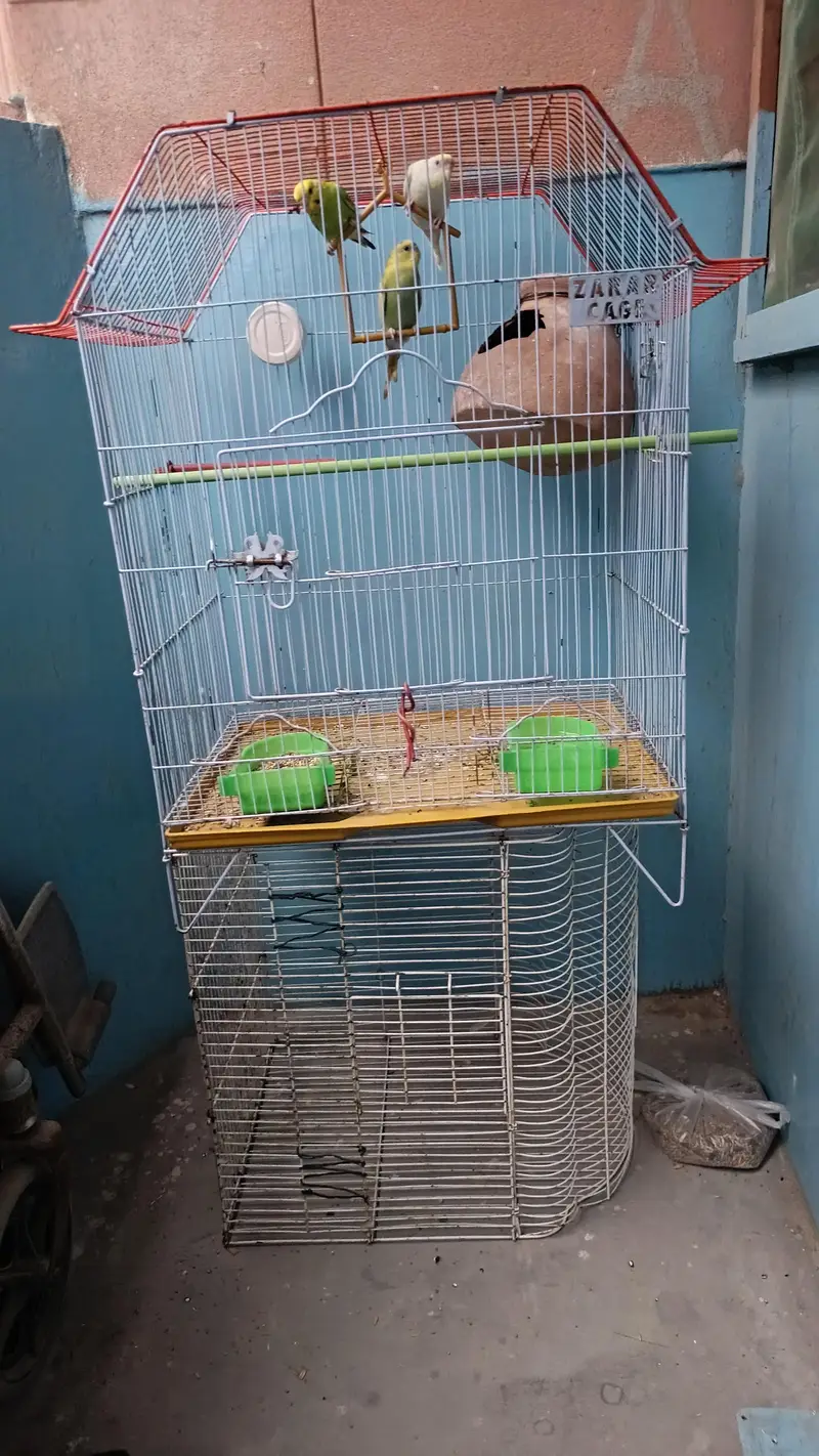 Australian parrots with 2 cage — photo 3