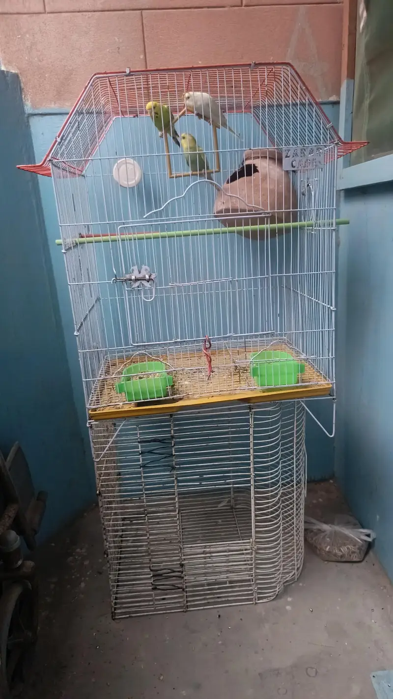 Australian parrots with 2 cage — photo 4