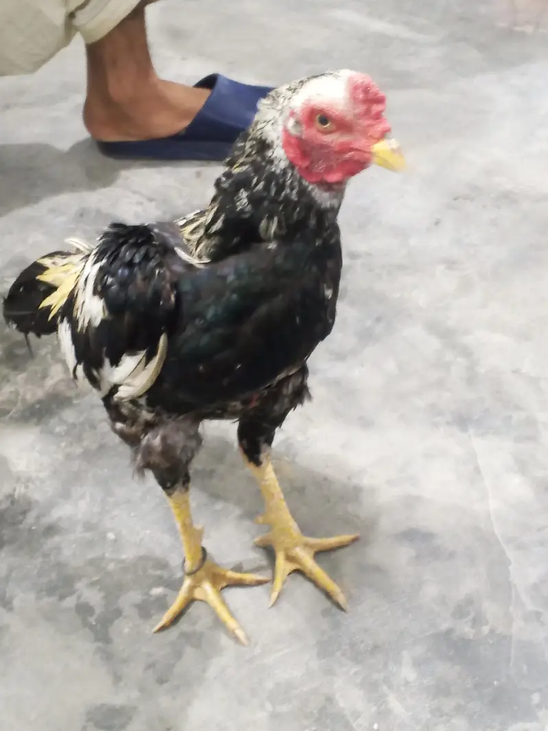 Aseel murga for sale — photo 4