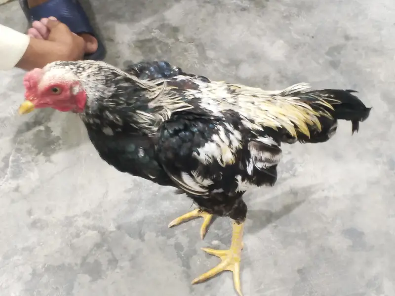 Aseel murga for sale — photo 5