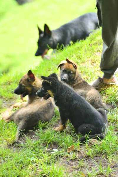 DDR working line german shepherd  | GSD puppies | german shepherd