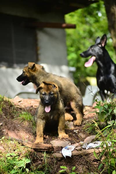 DDR working line german shepherd  | GSD puppies | german shepherd