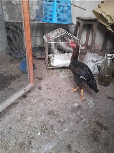 Pure Aseel Chicks - Lassani Mushka & Pakistani Aseel (Healthy & Active