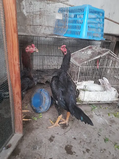 Pure Aseel Chicks - Lassani Mushka & Pakistani Aseel (Healthy & Active — photo 2