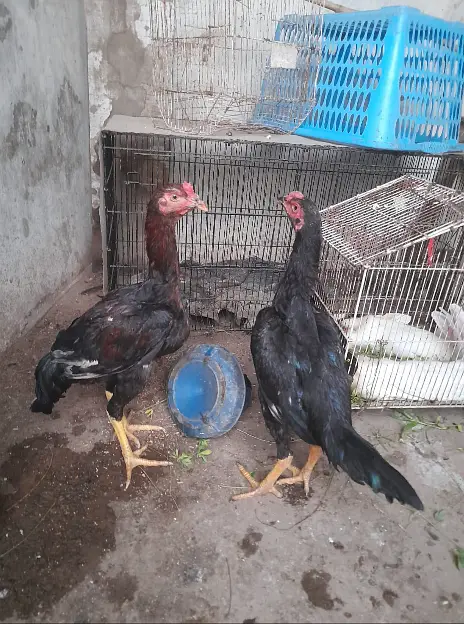 Pure Aseel Chicks - Lassani Mushka & Pakistani Aseel (Healthy & Active — photo 3