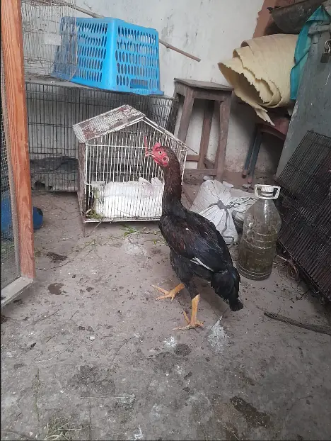 Pure Aseel Chicks - Lassani Mushka & Pakistani Aseel (Healthy & Active — photo 4