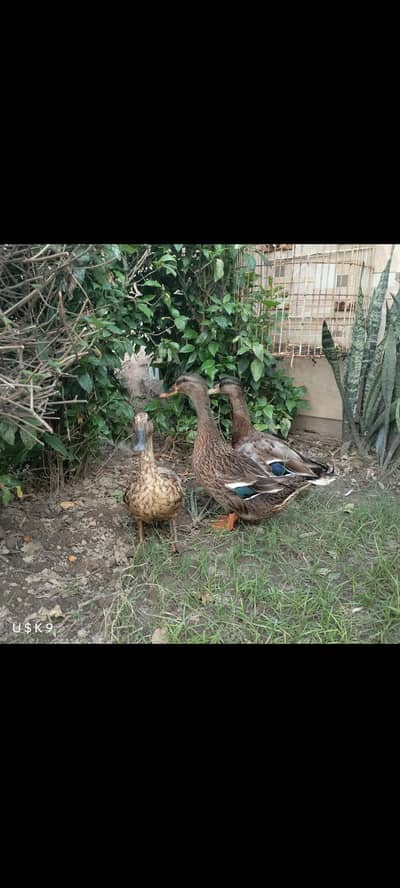Premium Quality Ducks