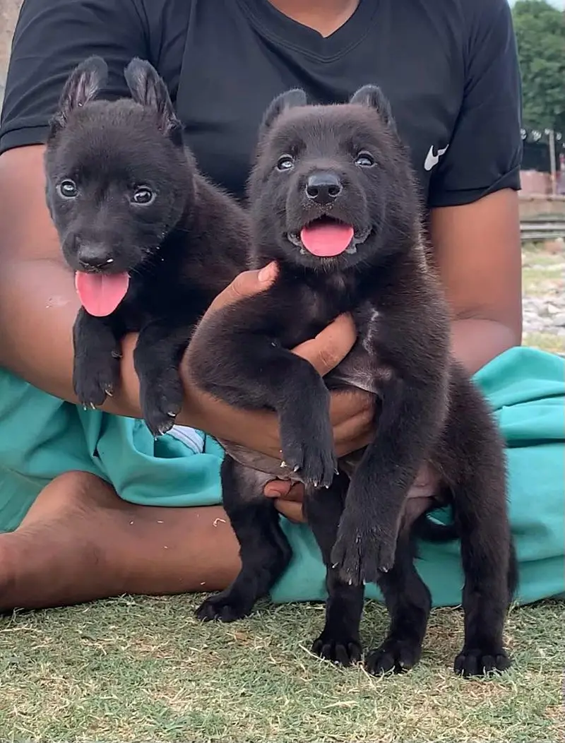 German Shepherd Pupps | Black German Pupps | Pupps For Sale | GSD — photo 2