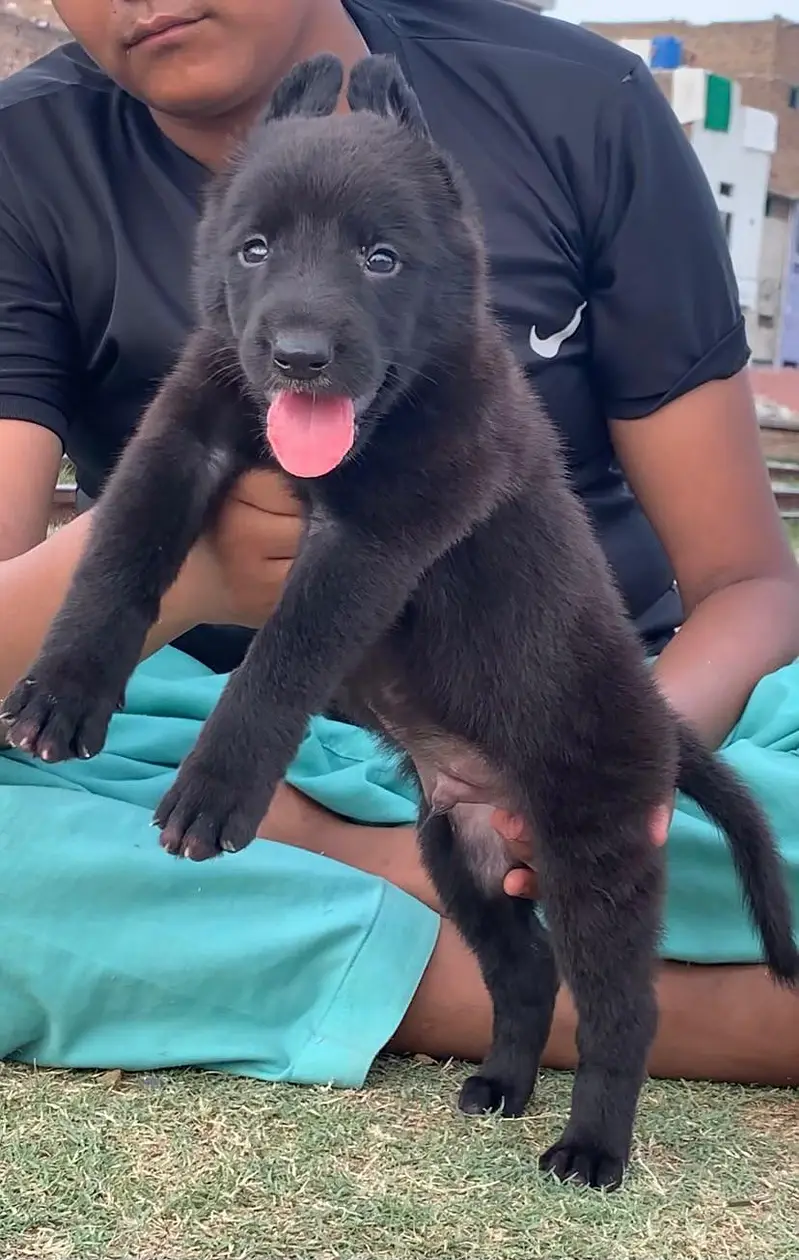 German Shepherd Pupps | Black German Pupps | Pupps For Sale | GSD — photo 3