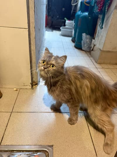 Persian cat