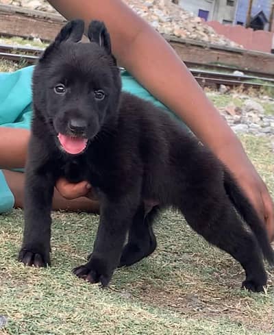 Black German Pupps | Black Shepherd Pupps | GSD black puups For Sale