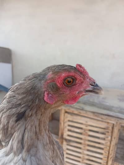 aseel and Desii mix hen for sale