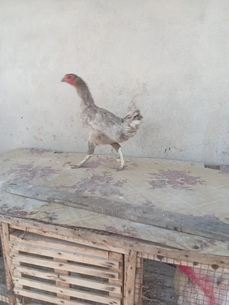 aseel and Desii mix hen for sale — photo 2